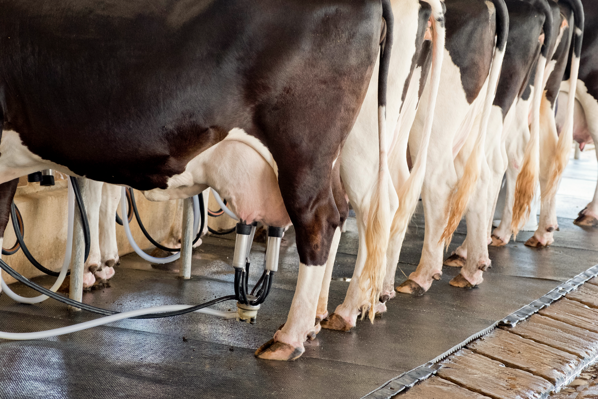 Produção de leite bate recorde mesmo com redução de vacas ordenhadas