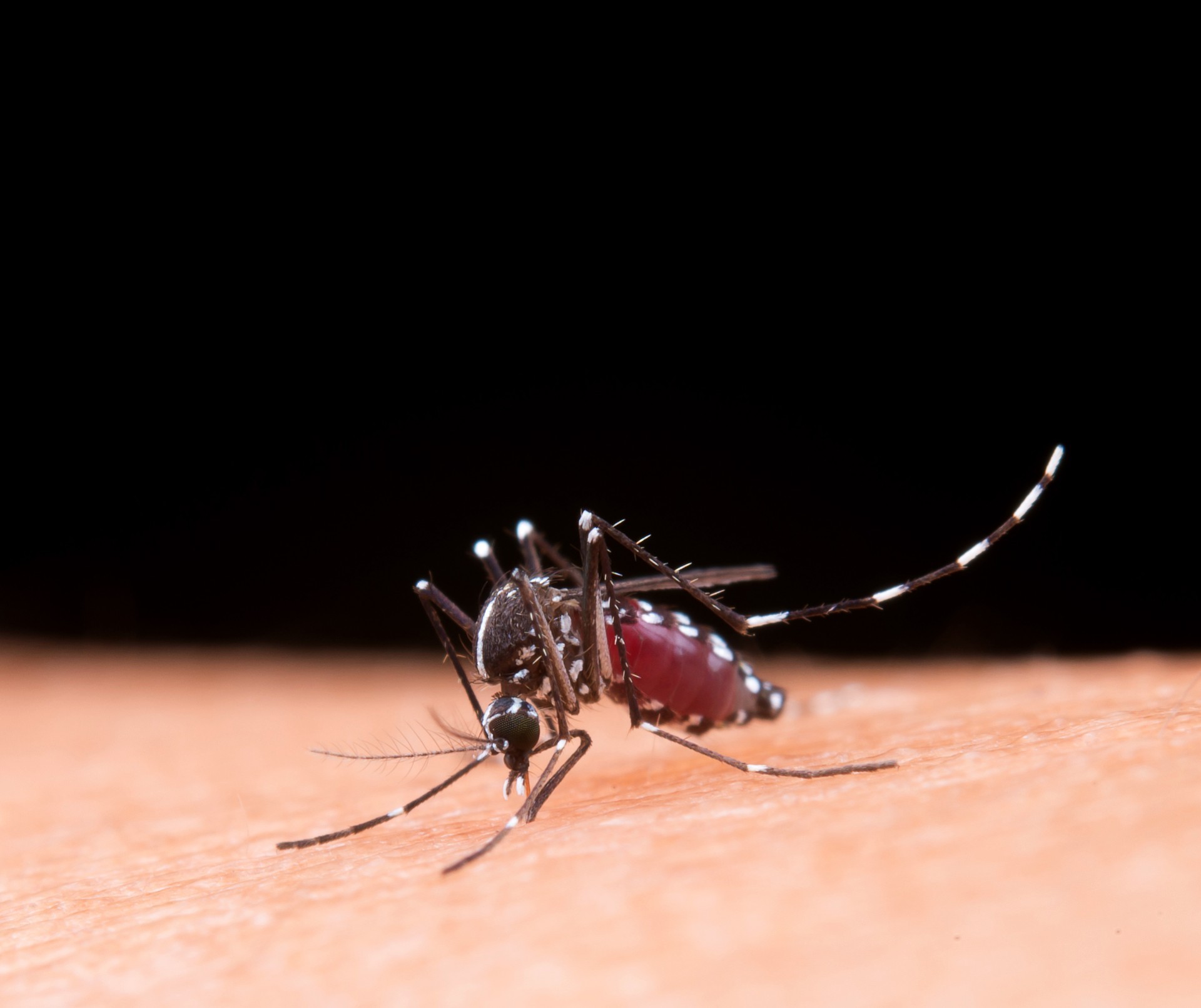 São Francisco de Sales inicia 3º LIRAa contra o Aedes aegypti nesta semana