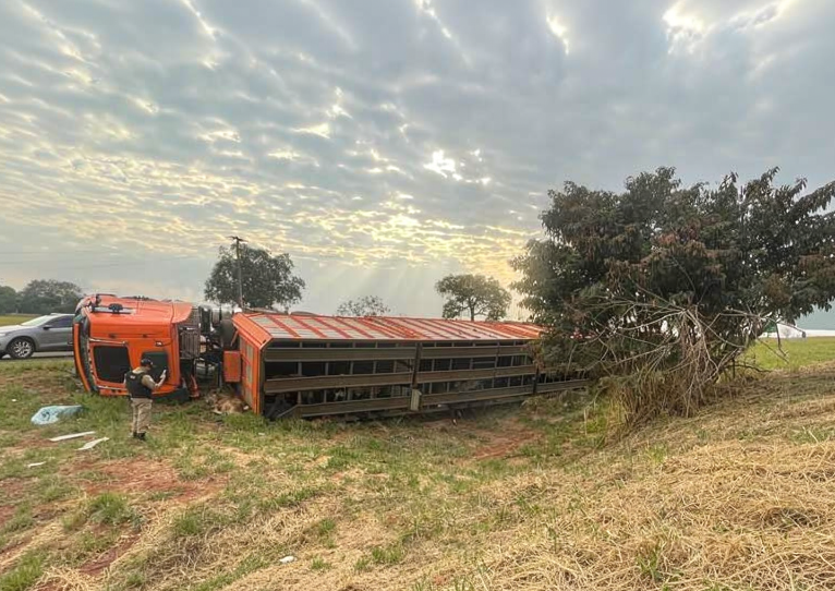 Caminhão tomba na MGC-497 em Carneirinho e 24 bezerros morrem