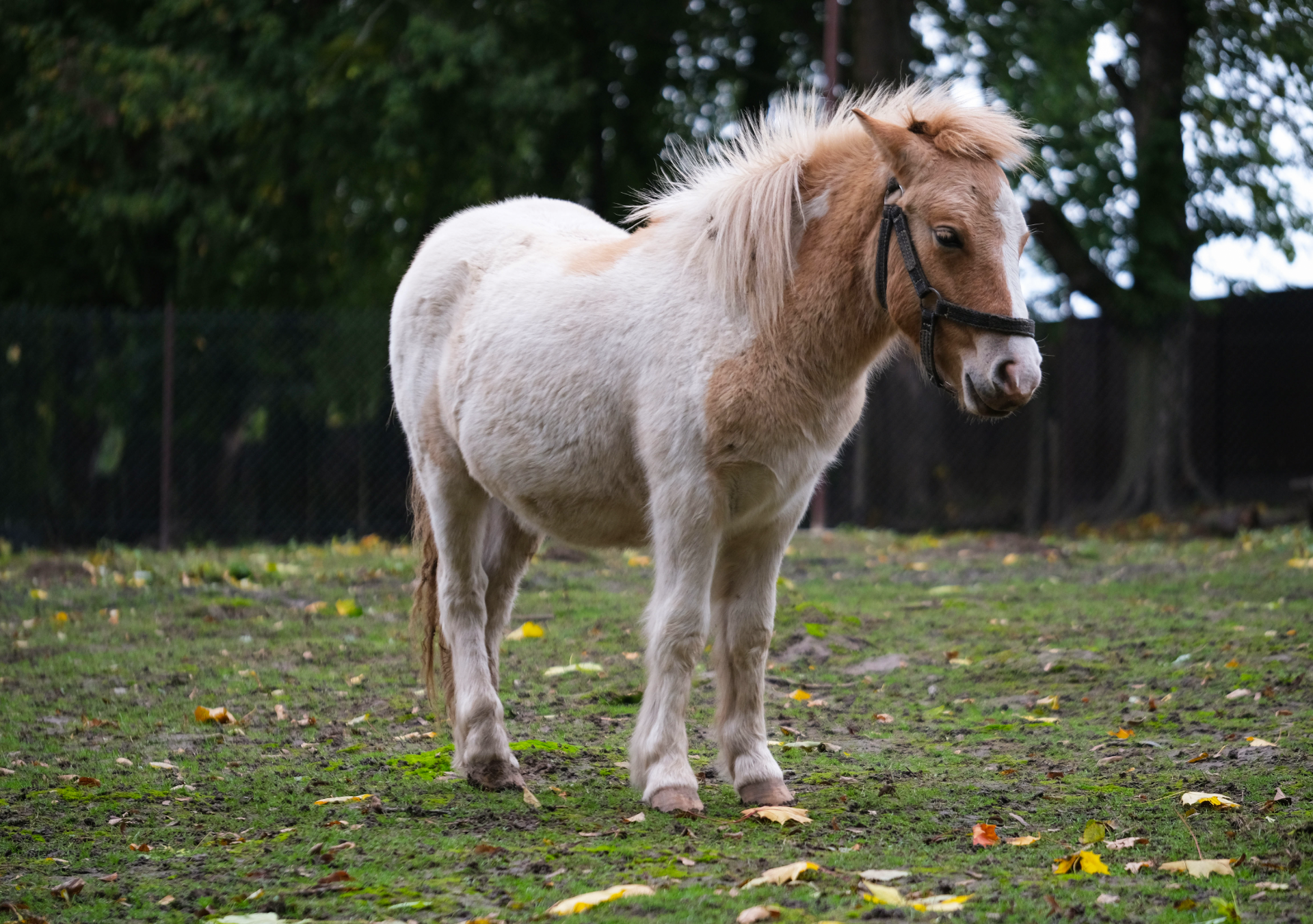 Mini-horse vira febre nas redes e movimenta mercado de 