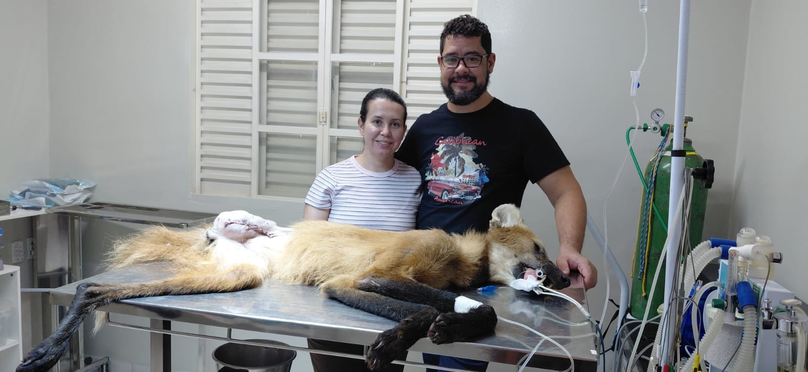 Loba-guará resgatada em canavial de Carneirinho tem a perna amputada em Iturama